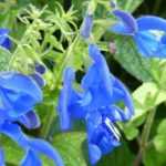 7 salvias azules para el jardín