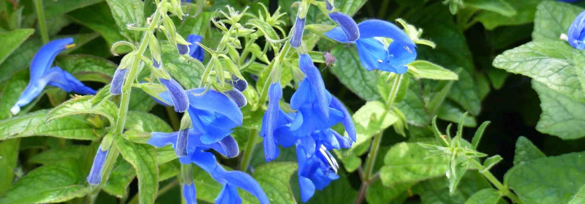 7 salvias azules para el jardín