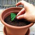 ¿Cómo hacer un esqueje de hibisco arbustivo?