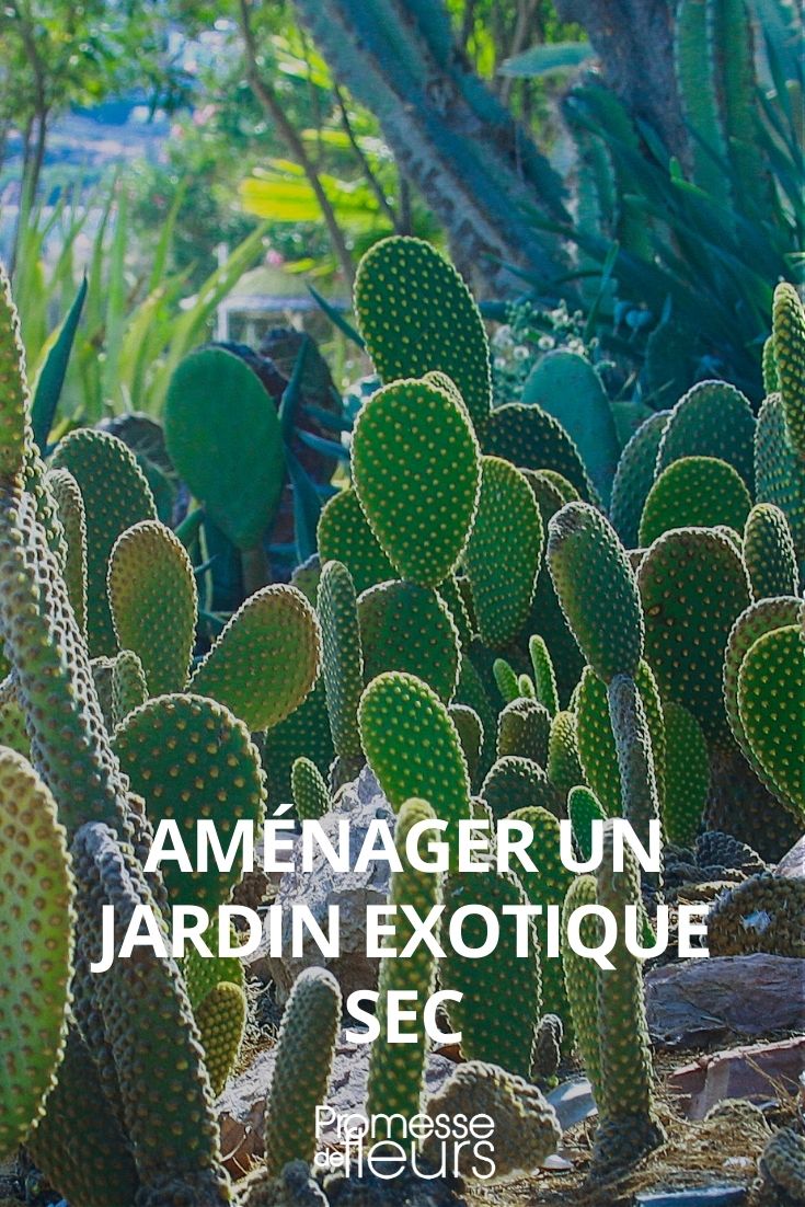 Jardín exótico seco: consejos de diseño y plantas emblemáticas