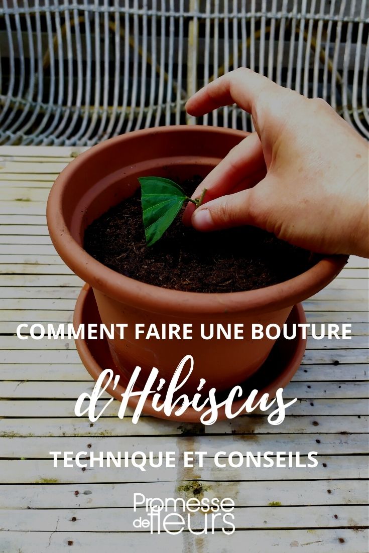 <bouturar el hibisco</b>