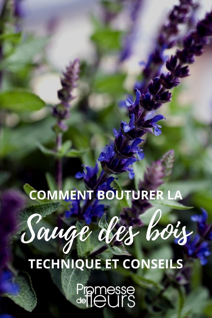 Esqueje de salvia de bosque