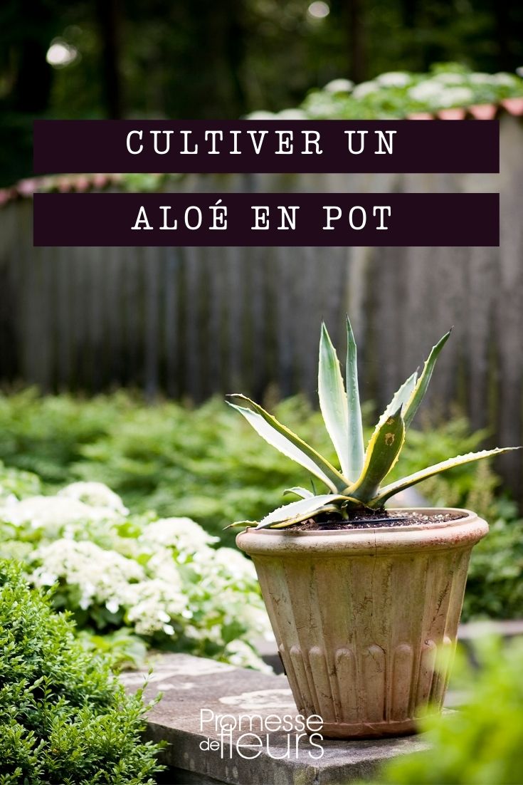 plantar un aloe en maceta