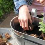 ¿Cómo hacer una jardinera de Begonias?