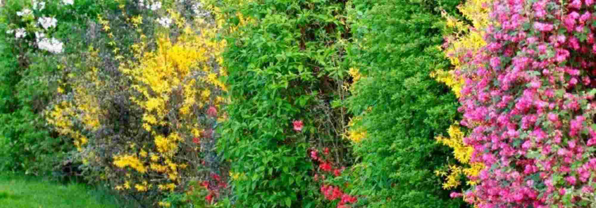 ¿Cómo y por qué crear un seto campestre?