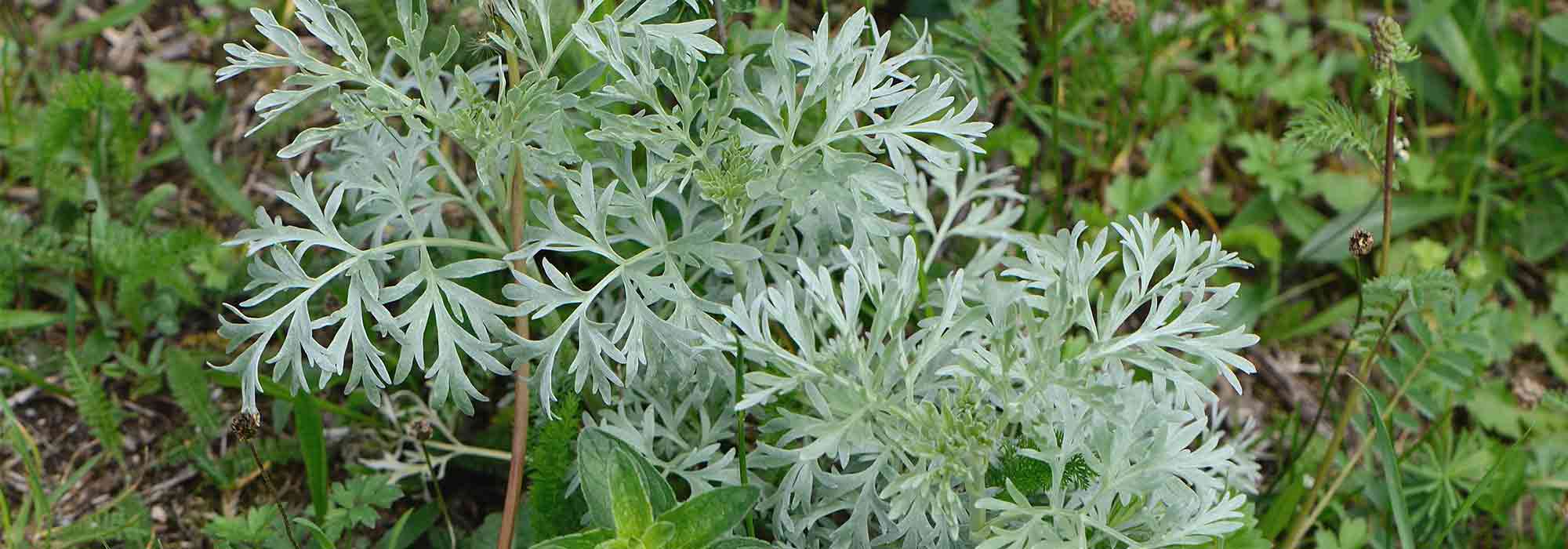 Cómo hacer purín de artemisa: recetas, usos y beneficios