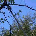 ¿Para qué sirve un cortarramas telescópico?