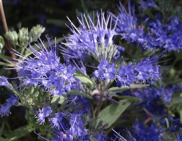 ¿Cuándo y cómo podar un Caryopteris?