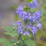 ¿Cómo hacer esquejes de Caryopteris?