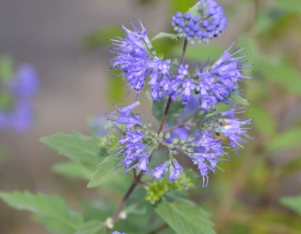 ¿Cómo hacer esquejes de Caryopteris?