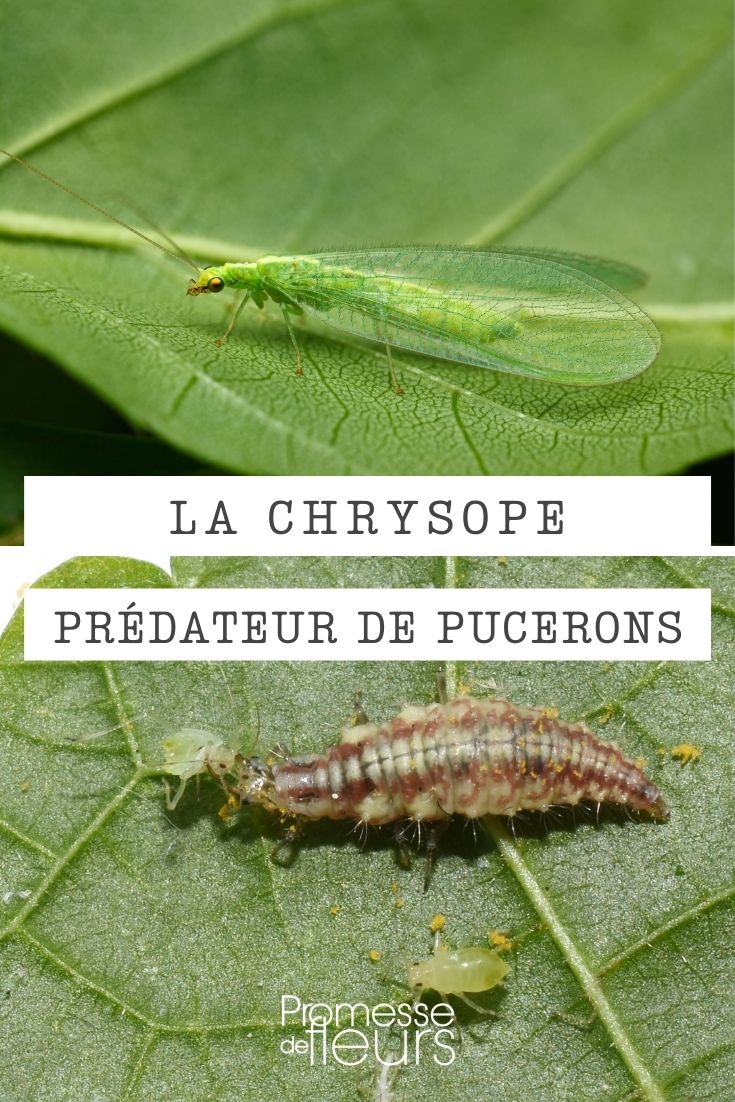 chrysopa