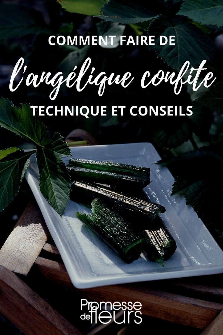 angélica confitada