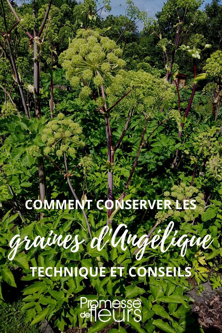 <h1>Cosechar y conservar las semillas de angélica</h1>

<p>La angélica (Angelica archangelica) es una planta aromática y medicinal que se cultiva en muchos jardines. Si deseas aprovechar al máximo tu cultivo, aprender a cosechar y conservar sus semillas es fundamental. Aquí te explicamos cómo hacerlo.</p>

<h2>Cosecha de semillas</h2>

<p>Las semillas de angélica se forman en las umbelas, que son las flores en forma de paraguas. Para cosecharlas, sigue estos pasos:</p>

<ol>
    <li>Espera a que las flores se marchiten y las semillas se vuelvan marrones. Esto suele ocurrir a finales del verano o principios del otoño.</li>
    <li>Corta las umbelas secas con tijeras de podar.</li>
    <li>Coloca las umbelas en un lugar seco y bien ventilado para que terminen de secarse.</li>
    <li>Una vez secas, agita las umbelas para que las semillas se desprendan.</li>
</ol>

<h2>Conservación de semillas</h2>

<p>Para conservar las semillas de angélica y asegurar su viabilidad, sigue estos consejos:</p>

<ol>
    <li>Guarda las semillas en un sobre de papel o en un frasco de vidrio con tapa hermética.</li>
    <li>Etiquetar el recipiente con la fecha de cosecha y el nombre de la planta.</li>
    <li>Almacena las semillas en un lugar fresco y oscuro, como un armario o una despensa.</li>
    <li>Revisa las semillas periódicamente para asegurarte de que no haya humedad ni plagas.</li>
</ol>

<p>Siguiendo estos pasos, podrás disfrutar de tus propias semillas de angélica y cultivarlas en futuras temporadas. ¡Buena suerte con tu jardín!</p>