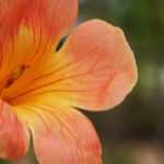 ¿Cómo hacer un esqueje de trompeta trepadora?