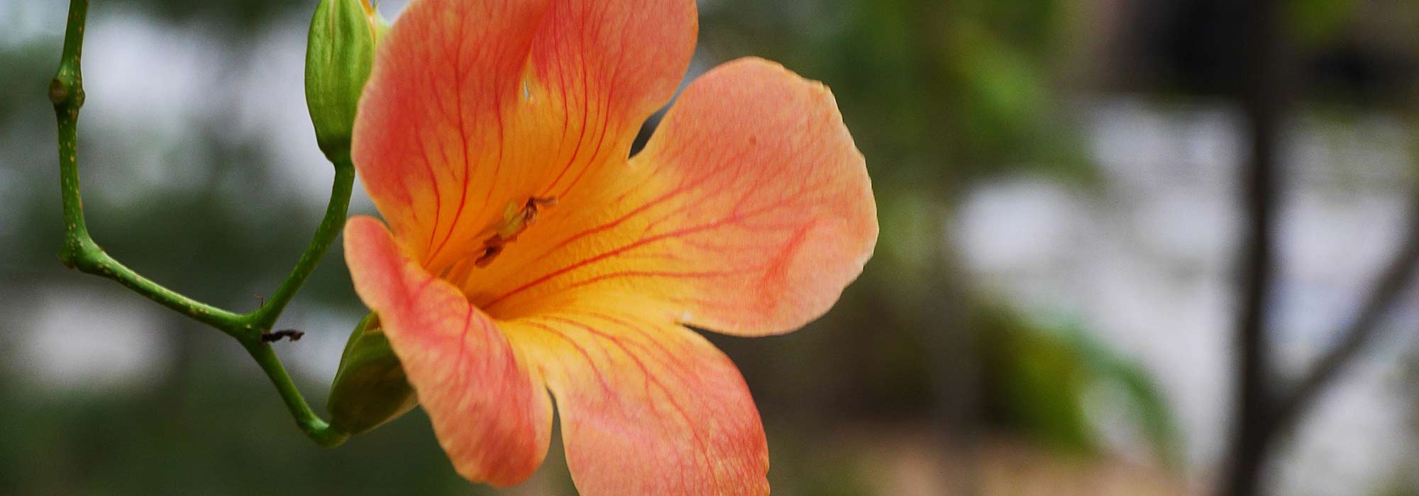 ¿Cómo hacer un esqueje de trompeta trepadora?