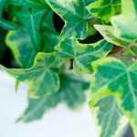 ¿Cómo cultivar hiedra en macetas?