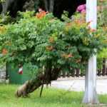 ¿Cómo podar una trompeta trepadora en forma de árbol?