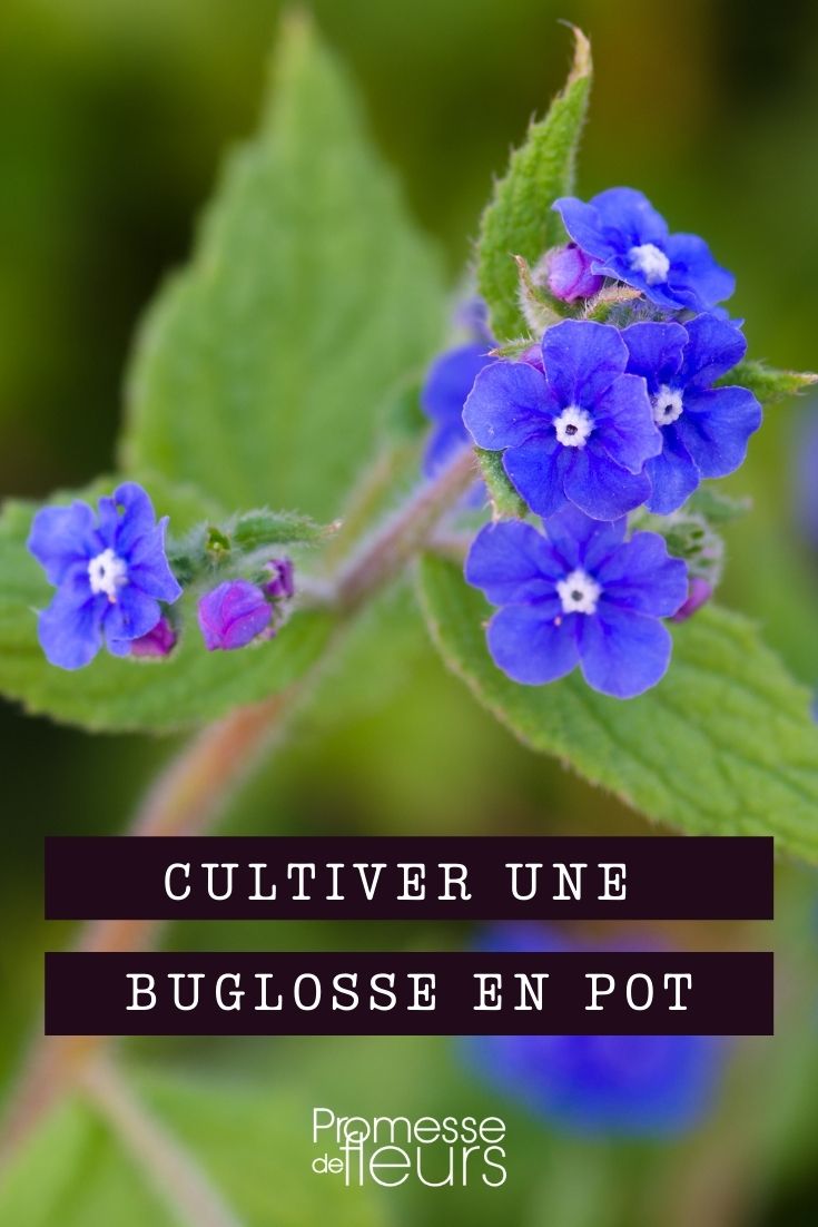 buglosa, anchusa: cultivo en maceta