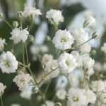 ¿Cómo multiplicar el gypsophila?