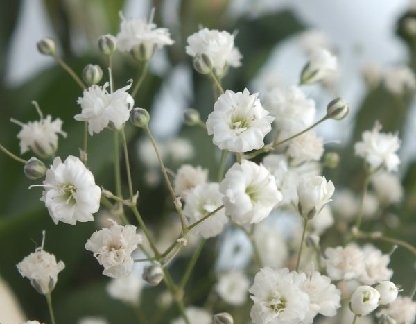 ¿Cómo multiplicar el gypsophila?