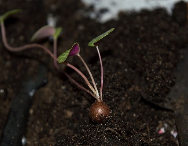 ¿Cómo sembrar ciclámenes?