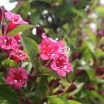 Esquejar un weigelia