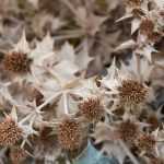 ¿Cómo secar flores de cardo azul?