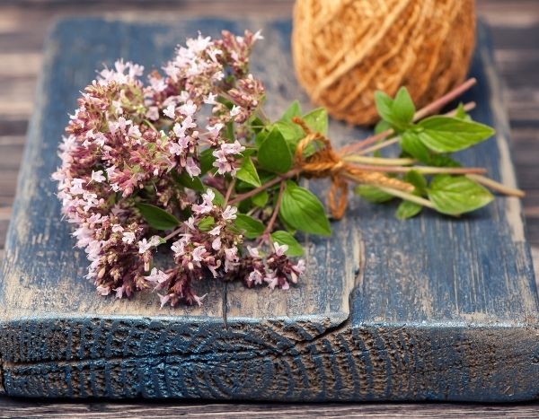 Cómo secar y utilizar el orégano