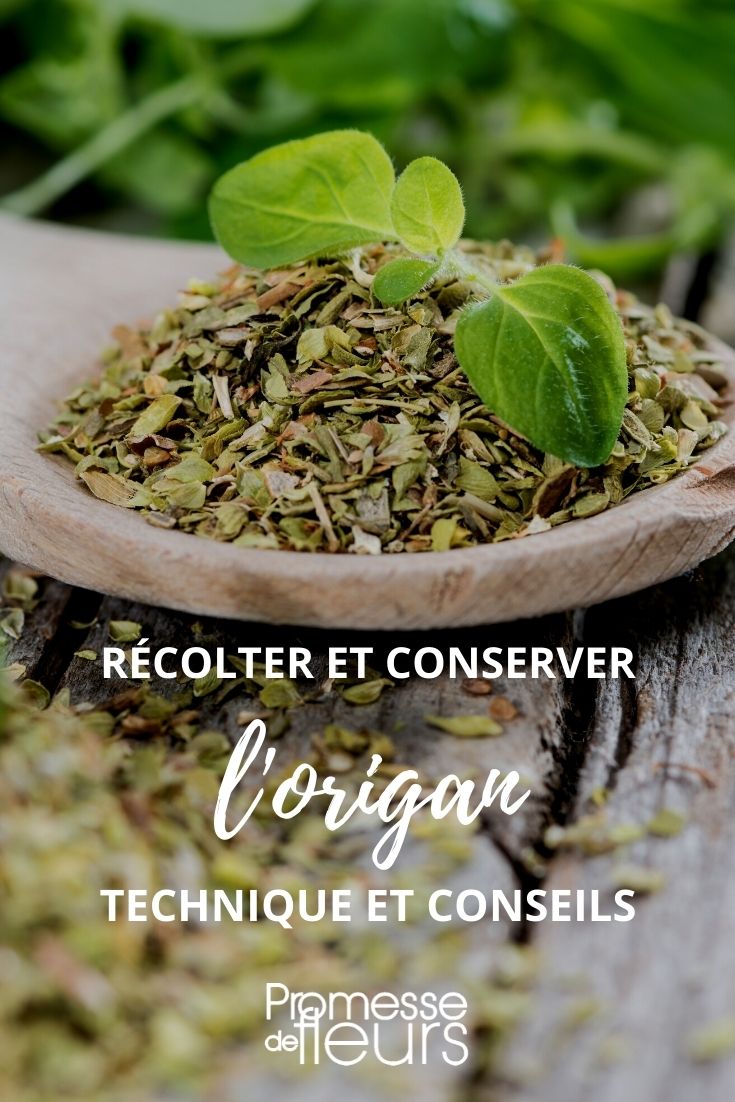 **Recolectar y conservar el orégano: tutorial**

El orégano es una hierba aromática muy apreciada en la cocina mediterránea. Para disfrutar de su sabor durante todo el año, es esencial saber cómo recolectarlo y conservarlo correctamente. Aquí tienes un pequeño tutorial para ayudarte.

### 1. **Cuándo recolectar el orégano**
El mejor momento para recolectar el orégano es justo antes de la floración, cuando las hojas están más ricas en aceites esenciales. En general, esto ocurre a principios del verano.

### 2. **Cómo recolectar el orégano**
- Utiliza unas tijeras de podar limpias y afiladas.
- Corta los tallos unos 5 cm por encima del suelo para permitir que la planta se regenere.
- Selecciona los tallos más verdes y saludables.

### 3. **Secar el orégano**
- Forma pequeños ramilletes con los tallos.
- Cuélgalos boca abajo en un lugar seco, oscuro y bien ventilado.
- Deja que se sequen durante unas dos semanas.

### 4. **Conservar el orégano**
- Una vez secos, deshoja los tallos y guarda las hojas en un frasco de vidrio hermético.
- Etiqueta el frasco con la fecha de recolección.
- Almacénalo en un lugar fresco y oscuro para preservar su aroma.

### 5. **Usar el orégano**
El orégano seco es perfecto para condimentar pizzas, pastas, salsas y platos a la parrilla. ¡Disfruta de su sabor durante todo el año!

Siguiendo estos sencillos pasos, podrás disfrutar del aroma y sabor del orégano en tus platos favoritos en cualquier momento. ¡Buena cosecha!