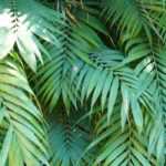 Chamaedorea: plantación, cuidados