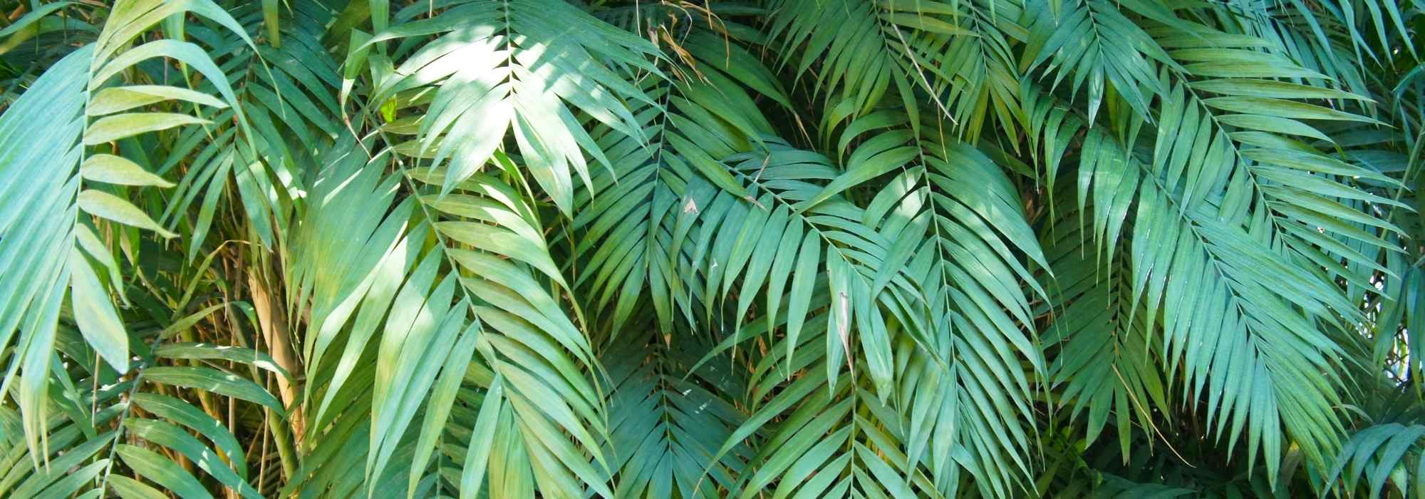 Chamaedorea: plantación, cuidados