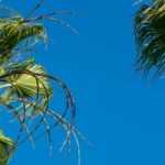 Copernicia: plantación, cuidados