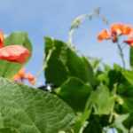 La judía escarlata: sembrar, cultivar y cosechar