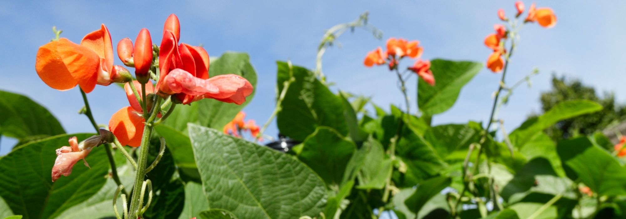 La judía escarlata: sembrar, cultivar y cosechar