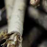 La escorzonera: sembrar, cuidar y cosechar