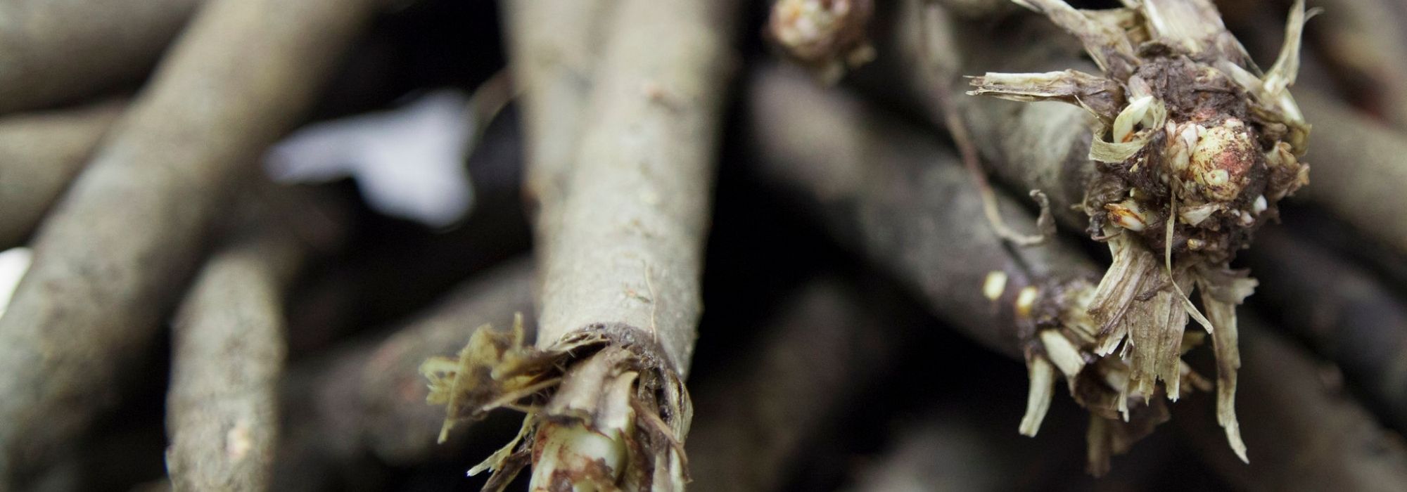 La escorzonera: sembrar, cuidar y cosechar