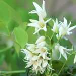 El Stauntonia: plantar, cultivar y cuidar