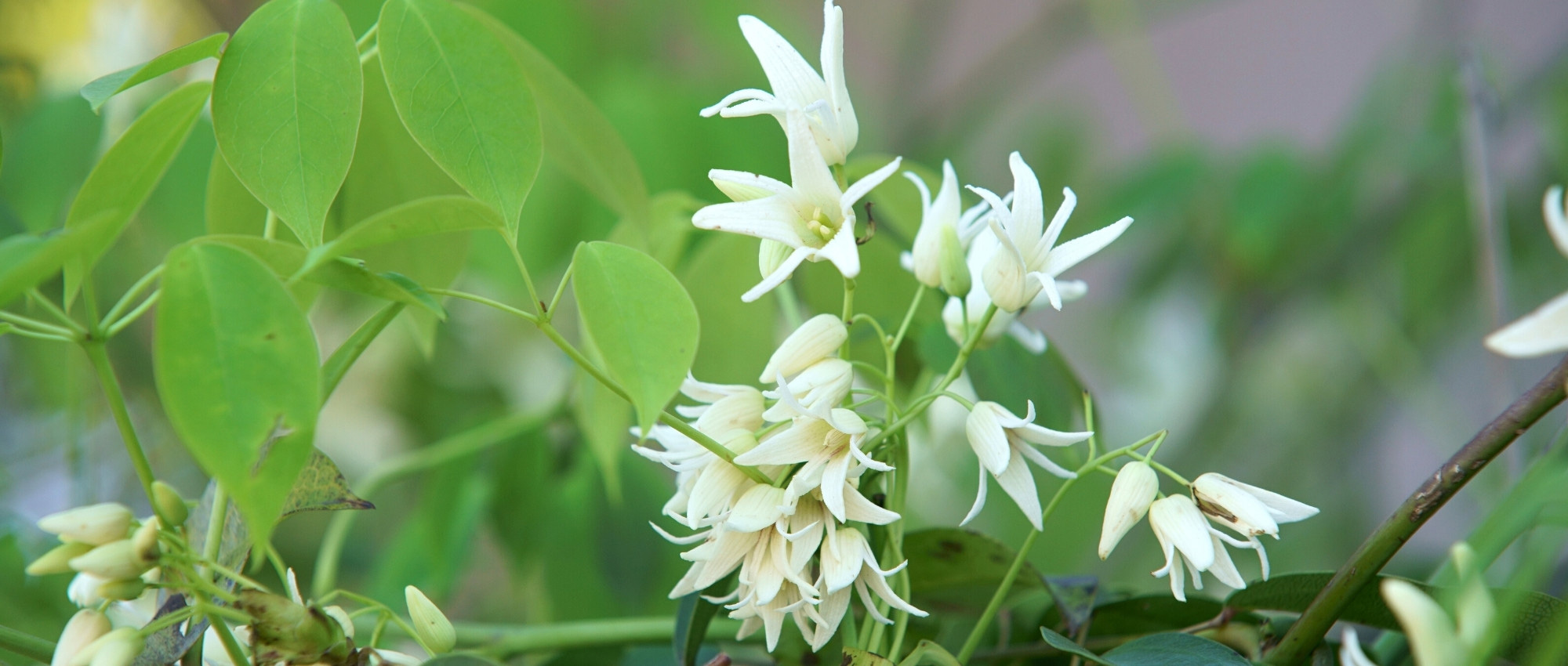 El Stauntonia: plantar, cultivar y cuidar
