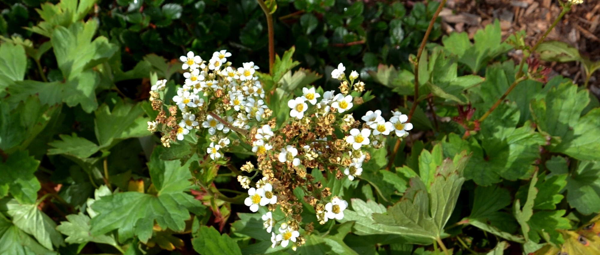 El Boykinia: plantar, cultivar y cuidar
