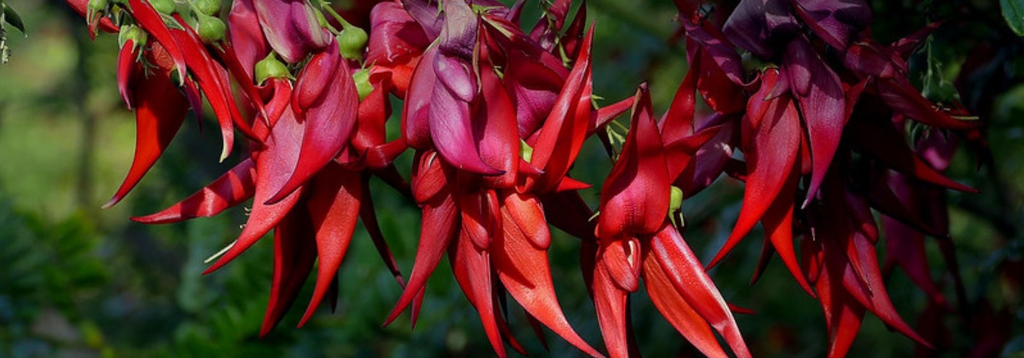 **Clianthus puniceus, Pinza de langosta: plantar y cultivar**