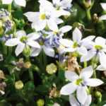 Pratia: plantación, cultivo y cuidados