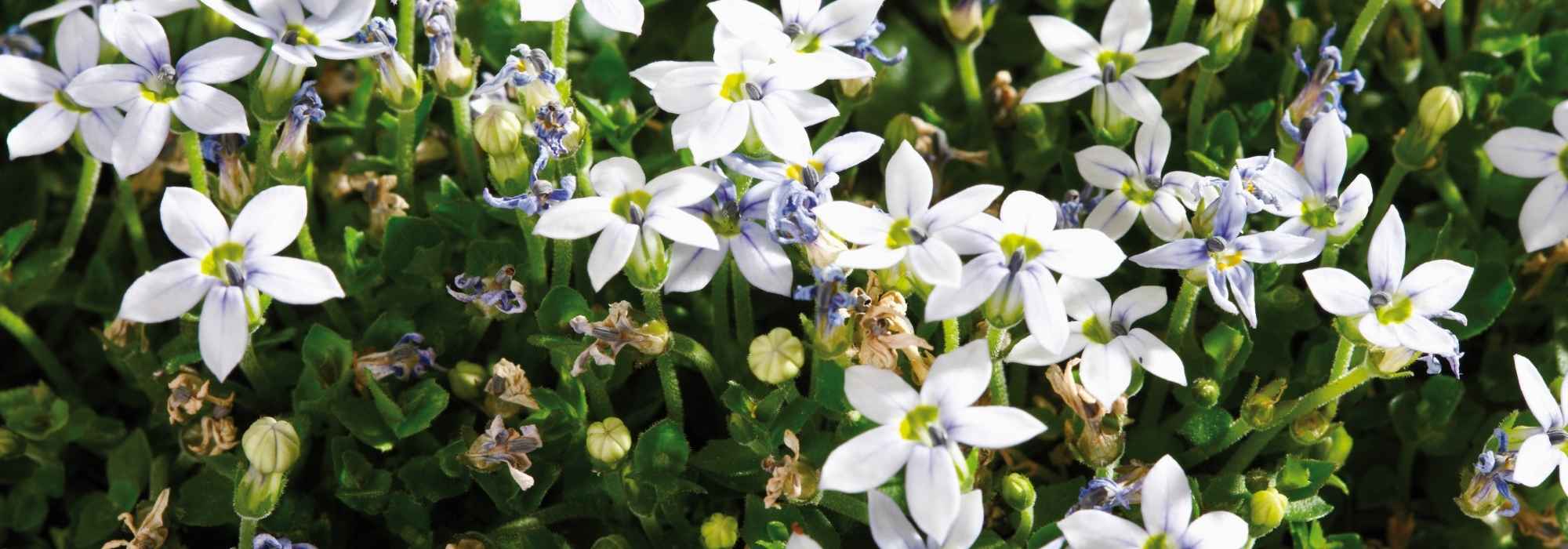 Pratia: plantación, cultivo y cuidados