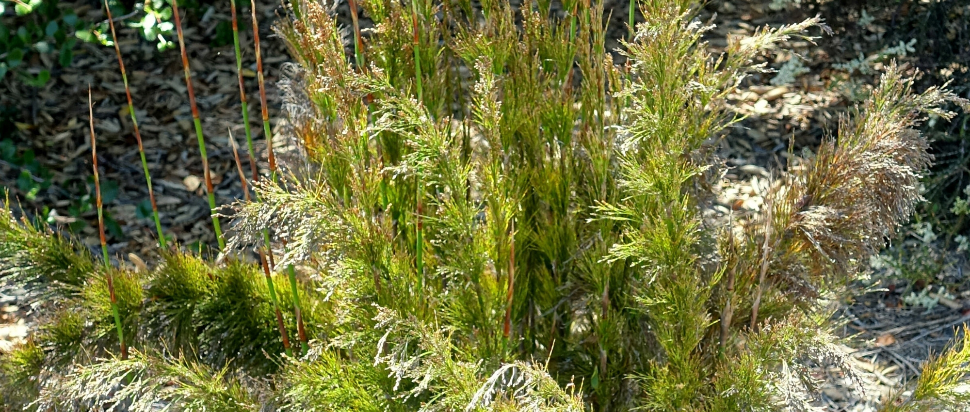 Rhodocoma: plantar, cultivar y cuidar