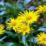 Buphthalmum: plantación, cultivo