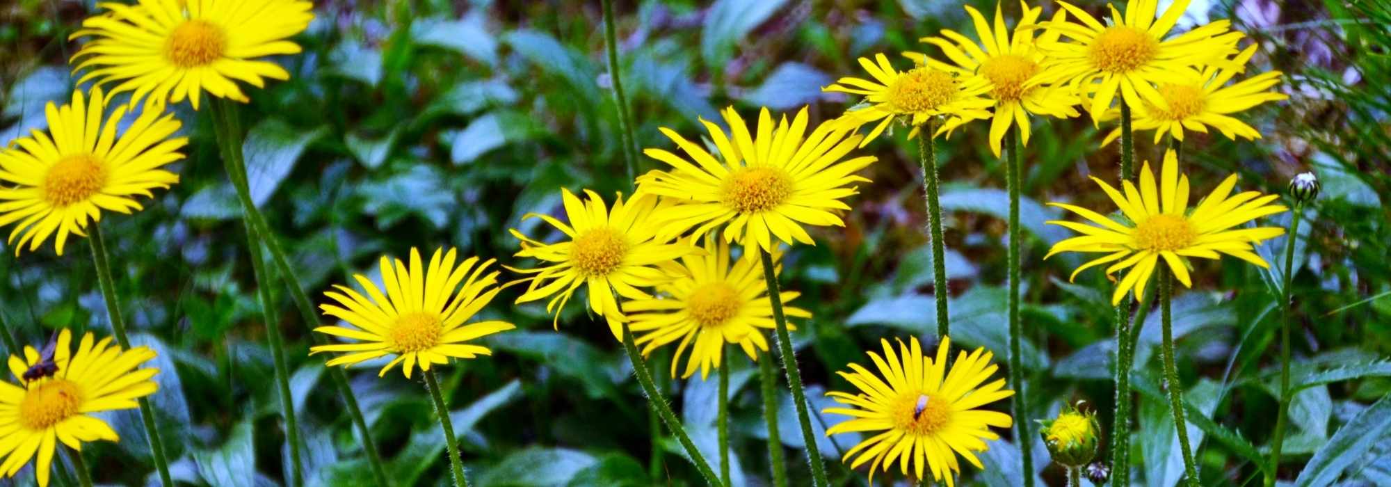 Buphthalmum: plantación, cultivo