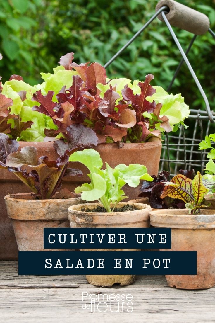 cultivo de lechuga en maceta, jardinera o contenedor