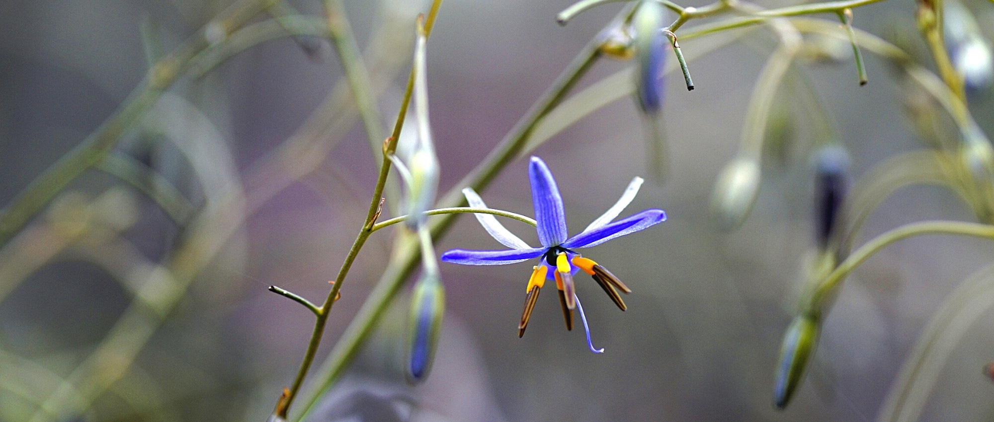 Dianella: Plantación, cultivo y cuidados