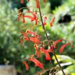 **Phygelius: Plantar, cultivar y cuidar**