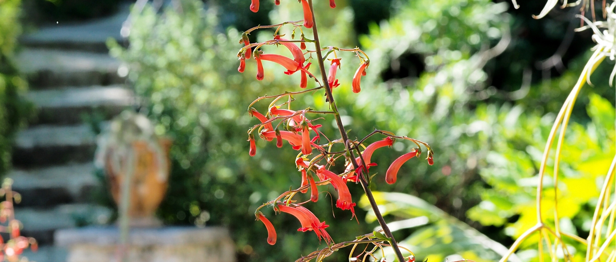 **Phygelius: Plantar, cultivar y cuidar**