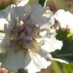 Alcalthaea: plantación, poda y cuidado